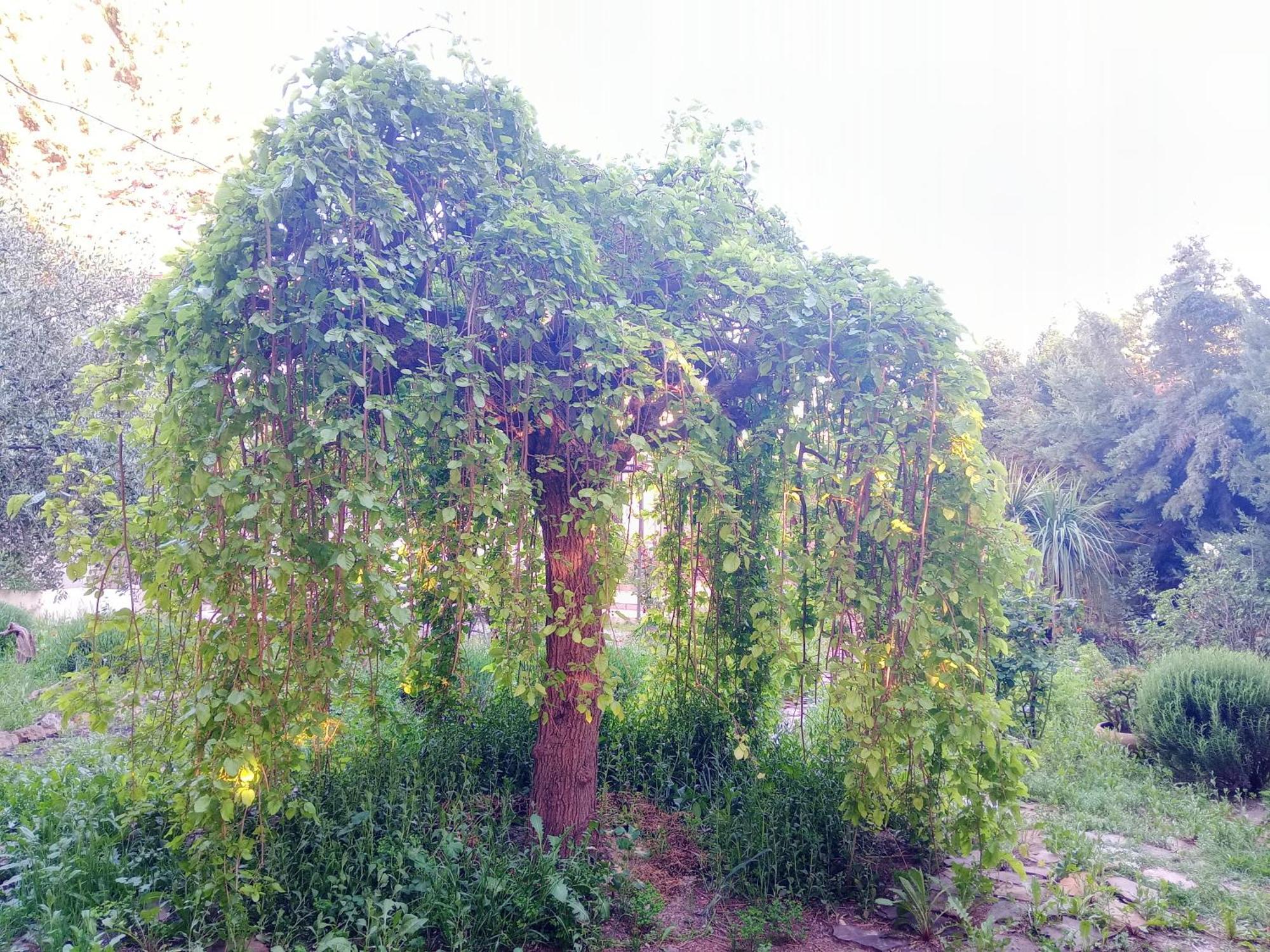 Casa Con Jardin Y Aparcamiento En Viznar, Junto A Granada别墅 外观 照片